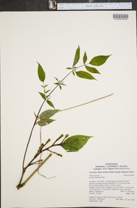 Aralia spinosa image