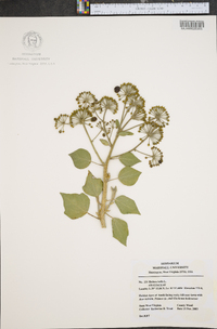 Hedera helix image