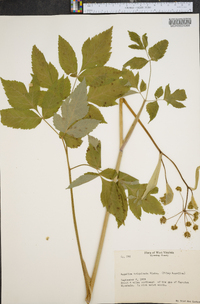 Angelica triquinata image