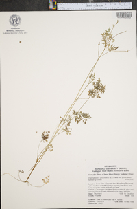 Chaerophyllum procumbens image