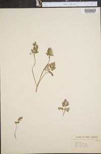 Chaerophyllum procumbens image