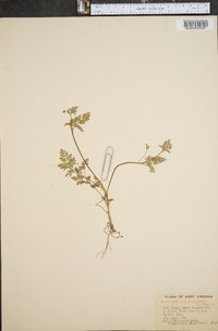 Chaerophyllum procumbens image