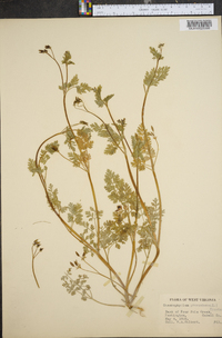 Chaerophyllum procumbens image