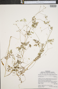 Chaerophyllum procumbens image