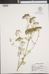 Conium maculatum image