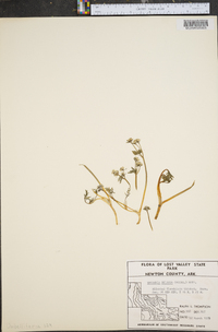 Erigenia bulbosa image