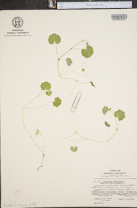 Hydrocotyle americana image