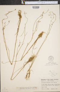 Harperella nodosa image