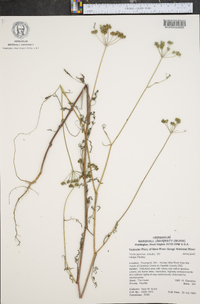 Torilis japonica image