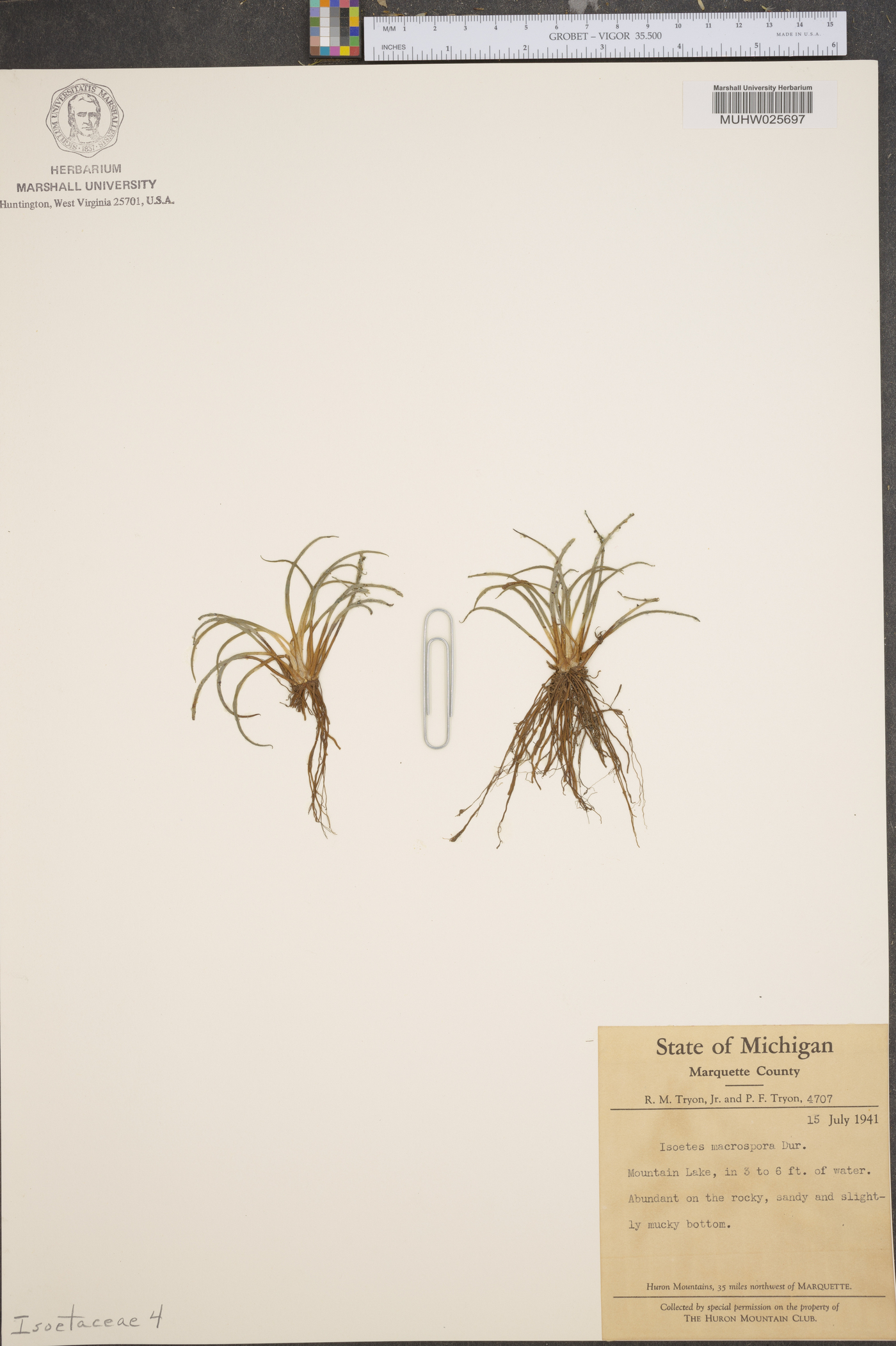 Isoëtes macrospora image