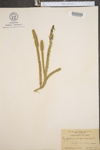 Lycopodiella alopecuroides image