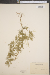 Lycopodium flabelliforme var. ambiguum image