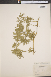 Lycopodium flabelliforme var. ambiguum image