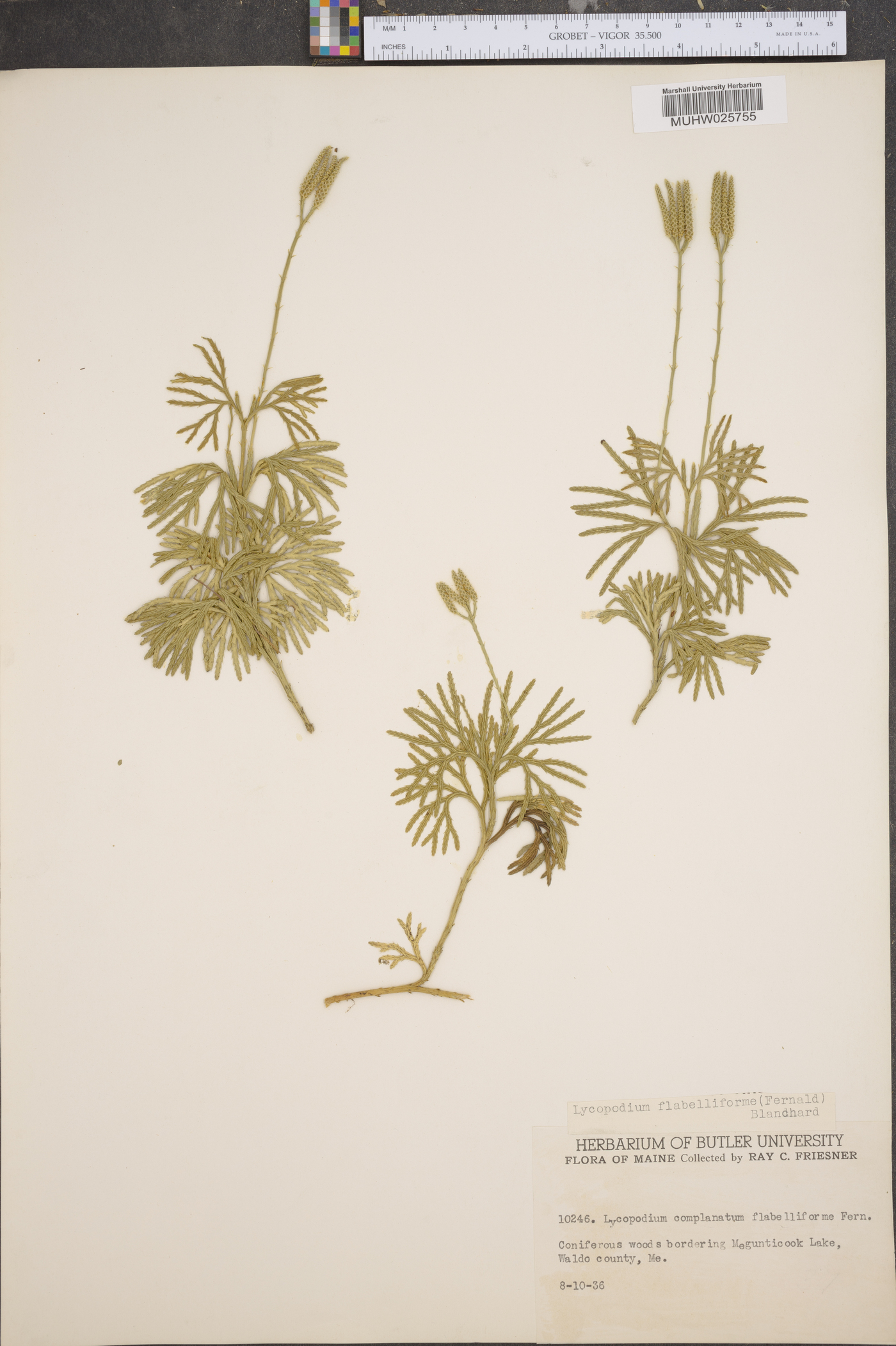 Lycopodium flabelliforme var. ambiguum image