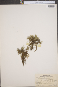 Selaginella rupestris image