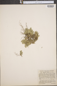 Selaginella rupestris image