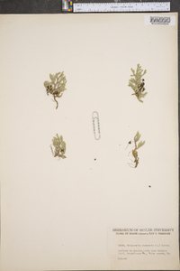 Selaginella rupestris image