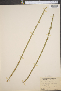 Equisetum fluviatile image