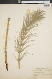 Equisetum telmateia image