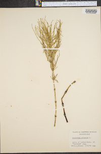 Equisetum palustre var. americanum image