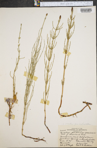 Equisetum palustre image