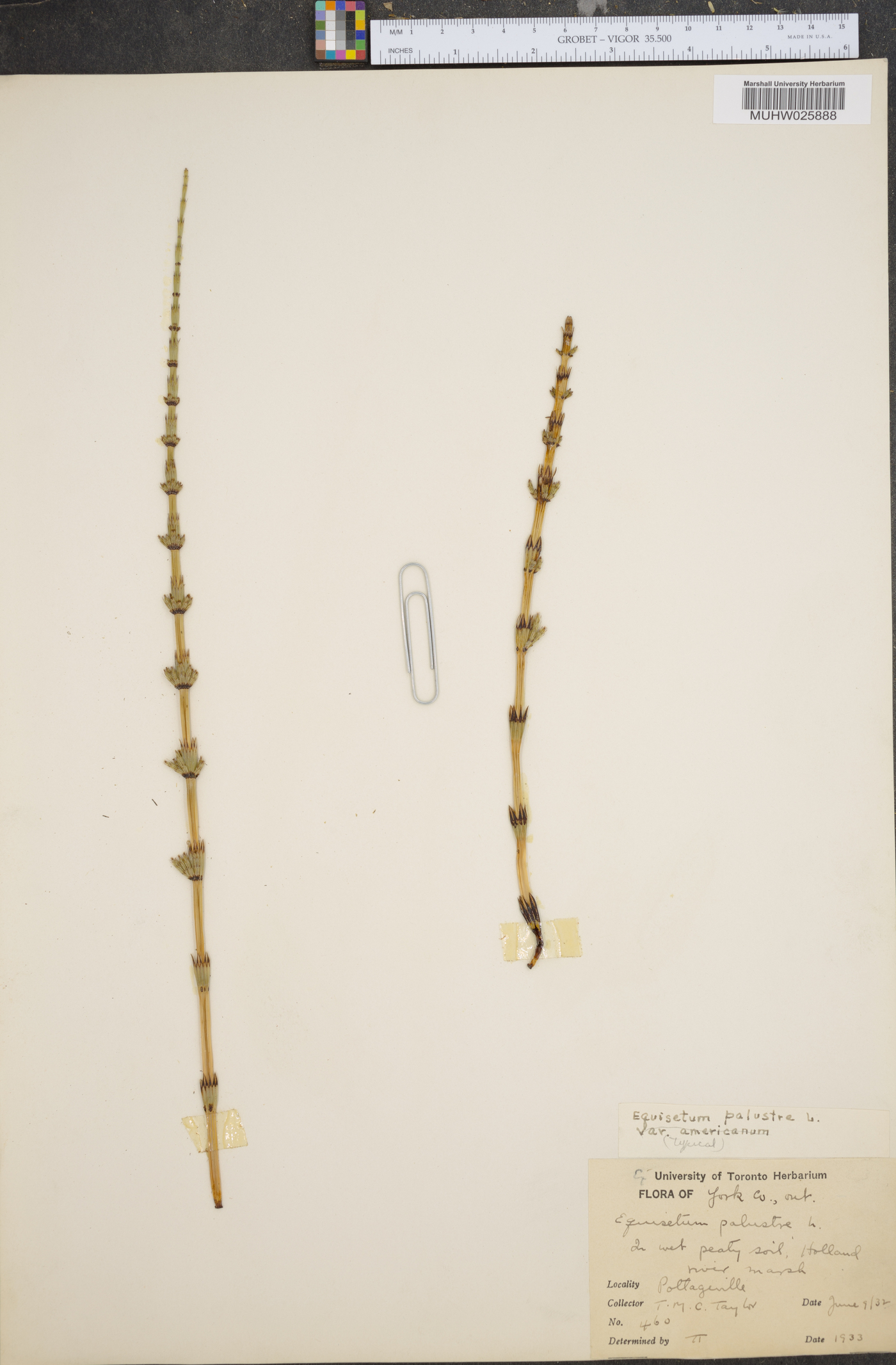 Equisetum palustre var. americanum image