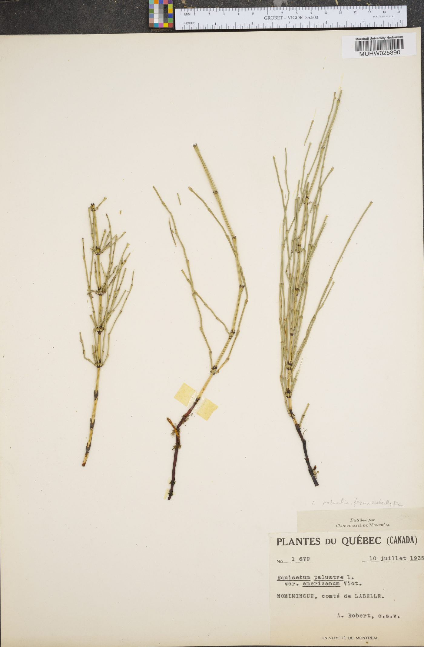 Equisetum palustre var. americanum image