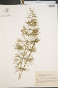 Equisetum sylvaticum image