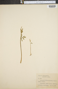 Botrychium angustisegmentum image