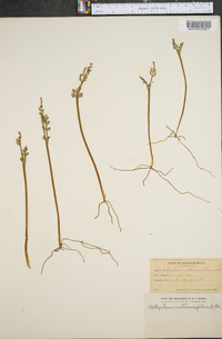 Botrychium matricariifolium image