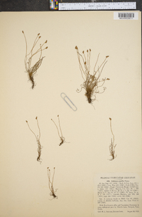 Schizaea pusilla image