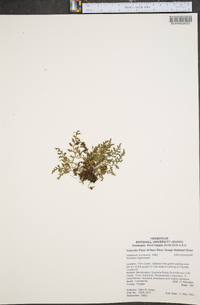 Asplenium montanum image