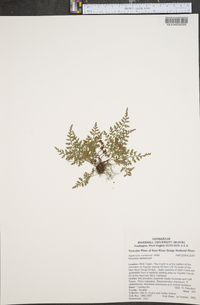 Asplenium montanum image