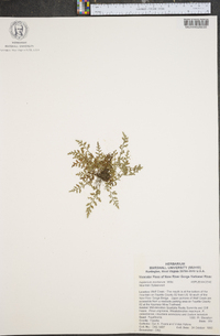 Asplenium montanum image