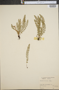 Asplenium viride image