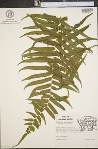 Athyrium pycnocarpon image