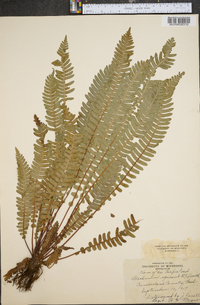 Blechnum spicant image