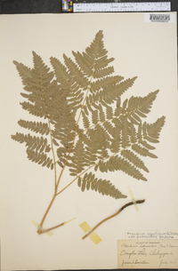 Pteridium aquilinum var. pubescens image