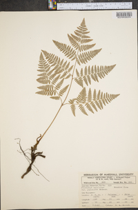 Pteridium aquilinum var. pubescens image