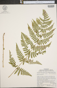 Dryopteris campyloptera image