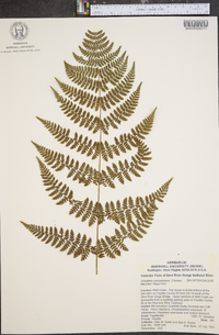 Dryopteris campyloptera image