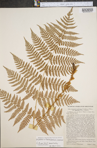 Dryopteris campyloptera image