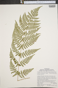 Dryopteris campyloptera image