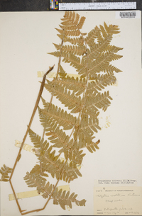 Dryopteris clintoniana image