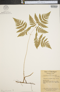 Gymnocarpium disjunctum image