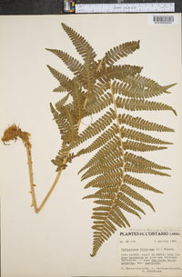 Dryopteris filix-mas image