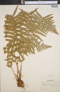 Dryopteris filix-mas image