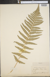 Dryopteris filix-mas image