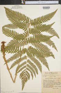 Dryopteris goldieana image