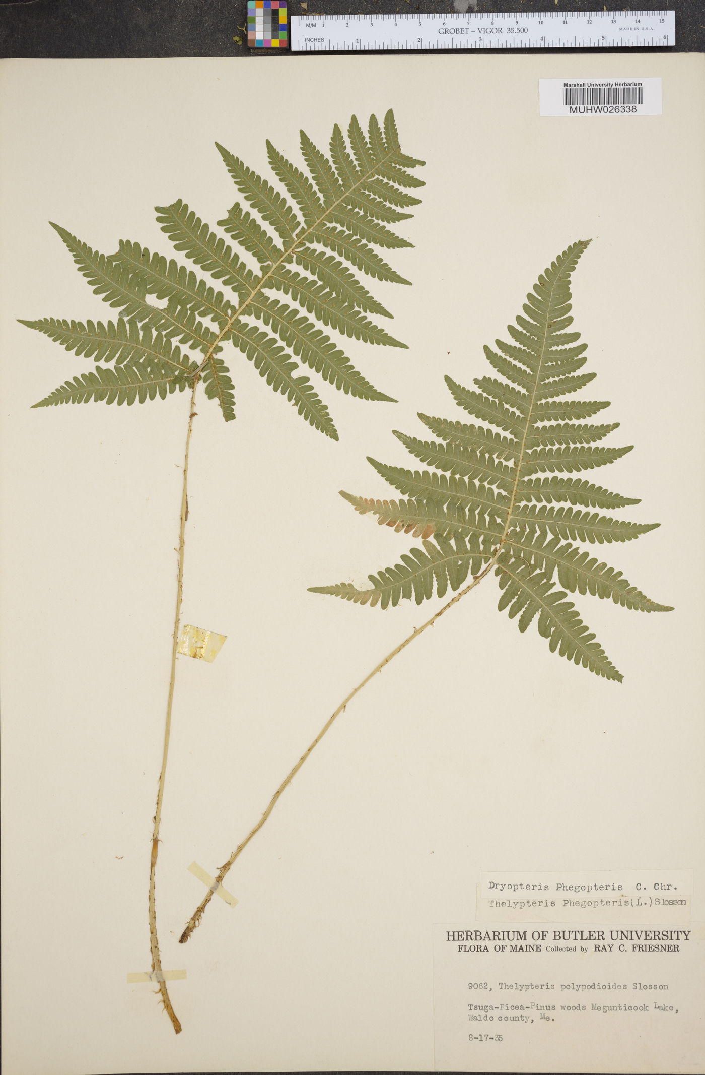 Dryopteris phegopteris image